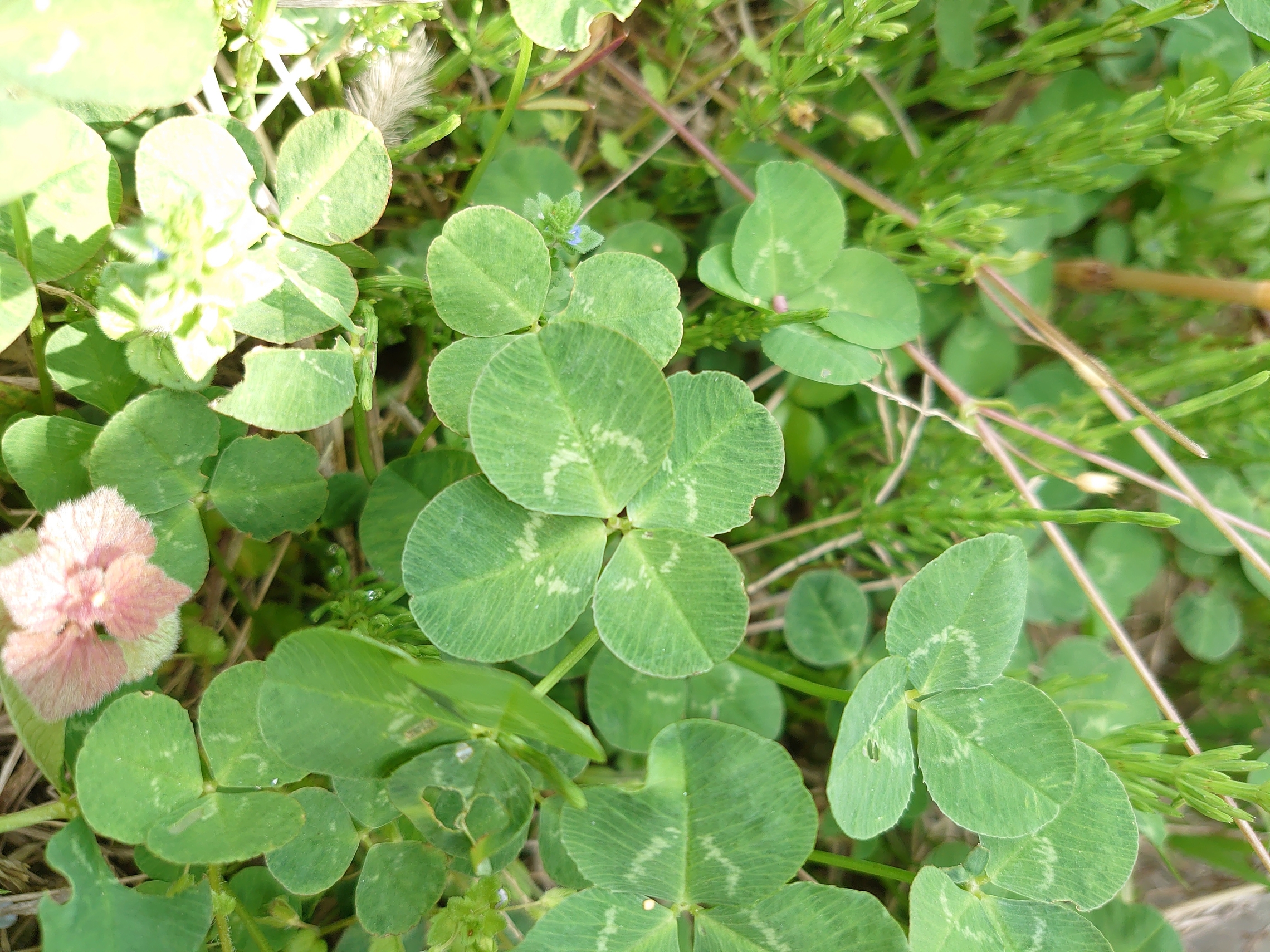 感染防止対策 展示車情報