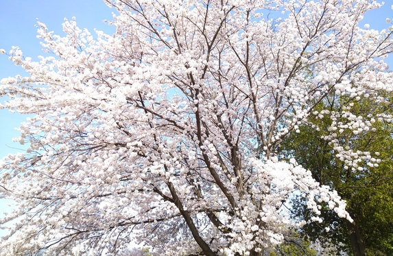 ☆長野市内 3か所の満開の桜をご覧ください☆