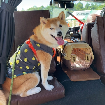 ワンピングエース_犬02